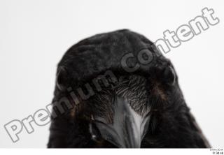 Carrion crow bird head 0008.jpg